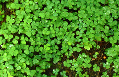 Oxalis trilliifolia