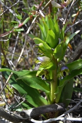 Disa hallackii