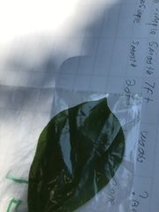 Asimina triloba