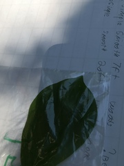 Asimina triloba