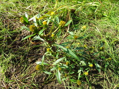 Bidens heterodoxa