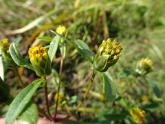Bidens heterodoxa