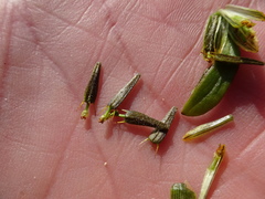 Bidens heterodoxa