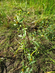 Bidens heterodoxa