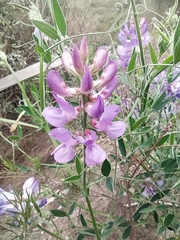 Lathyrus pubescens