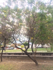 Tipuana tipu