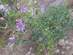 Lathyrus pubescens