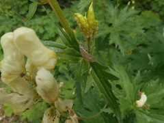 Udea alpinalis