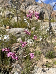 Erica eugenea