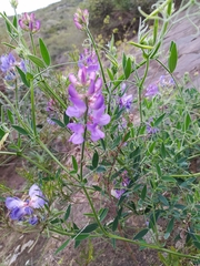 Lathyrus pubescens