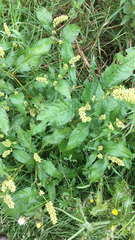Persicaria lapathifolia