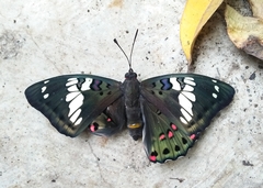 Euthalia lubentina arasada