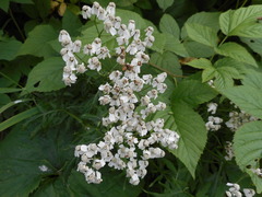 Achillea macrophylla