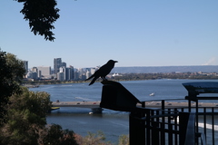 Corvus coronoides perplexus