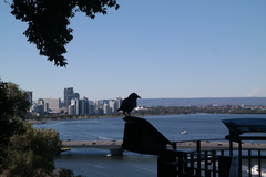 Corvus coronoides perplexus