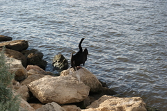 Anhinga novaehollandiae