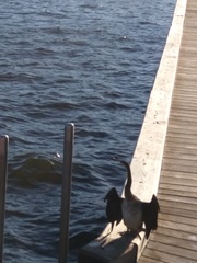 Anhinga novaehollandiae