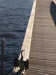 Anhinga novaehollandiae