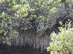 Avicennia marina