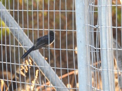 Rhipidura leucophrys