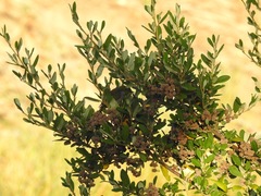 Spyridium globulosum