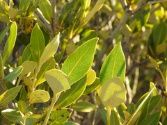 Avicennia marina
