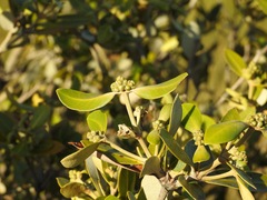 Avicennia marina
