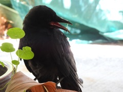 Corvus coronoides perplexus