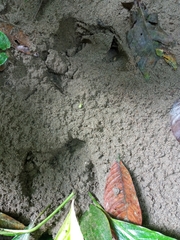 Tapirus terrestris