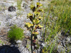 Tritoniopsis parviflora parviflora