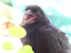 Corvus coronoides perplexus