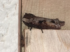 Xylena thoracica