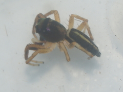 Cosmophasis thalassina