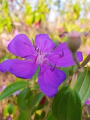 Pleroma candolleanum