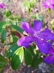 Pleroma candolleanum