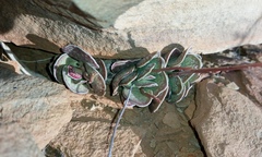 Adromischus trigynus