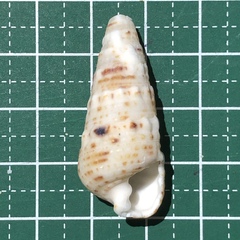 Rhinoclavis sinensis