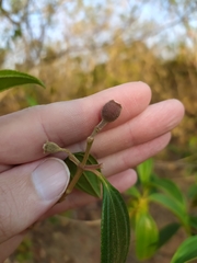 Pleroma candolleanum