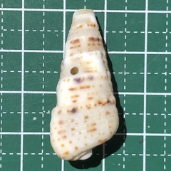 Rhinoclavis sinensis