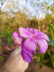 Pleroma candolleanum