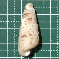 Rhinoclavis sinensis