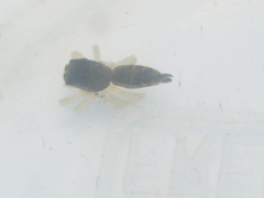 Cosmophasis thalassina
