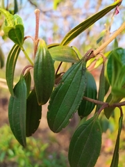 Pleroma candolleanum