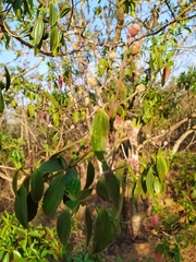 Pleroma candolleanum