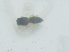 Cosmophasis thalassina