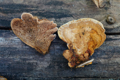 Gloeophyllum trabeum