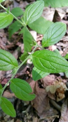 Lithospermum tuberosum