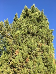 Cupressus sempervirens
