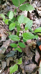 Lithospermum tuberosum
