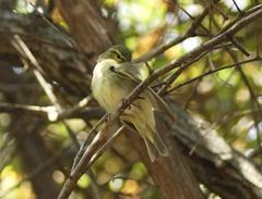Phylloscopus affinis